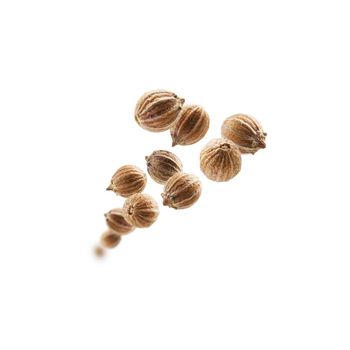 Coriander seeds levitate on a white background.