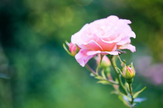 Closeup buds of rose on background of greenery. Beautiful pink roses blooming in garden close up, selective focus. Flowering rose in botanical garden. Summertime concept.