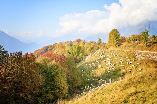 Texel cross ewe - female sheep - in lush green meadow in autumn. Herd of sheep on pasture, Italy.