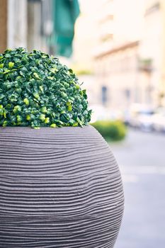 Outdoor plant with green round bush with blurred background of city street. Decorative grass in stone pot, gardening in european style. Contemporary design, concrete and stone details. Milan, Italy
