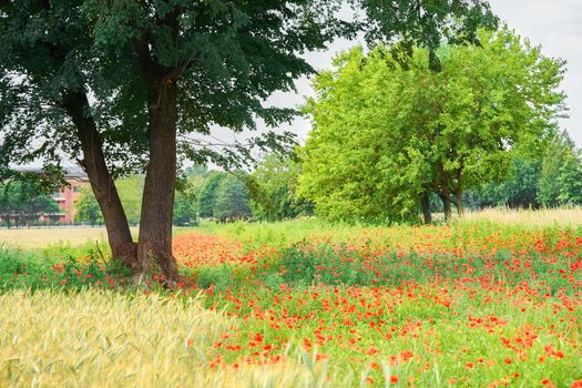 Summer scarlet poppy flowers field with bush and trees. Poppy, papaver rhoeas in meadow. Beautiful nature landscape.