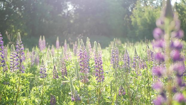 Violet lupin wildflowers on meadow flowerscape. Purple mauve lupine flowers on lawn or field. Lilac lupinus bloom or blossom on spring lea. Springtime or summer forest glade. Bluebonnet inflorescence.