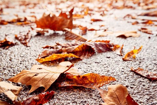 Autumn maple colorful leaf close up on wet asphalt pavement. Fallen yellow autumn leaves on rainy day on road, macro closeup. Foliage in city park