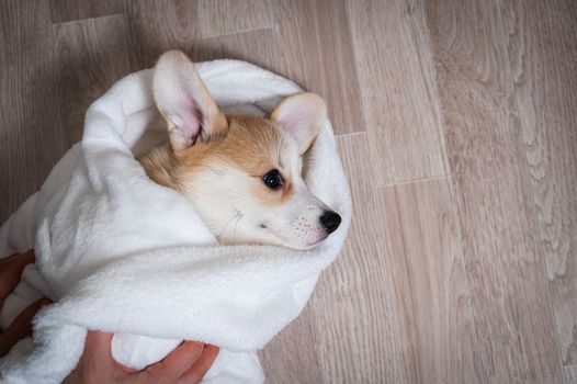 Woman wrapped a red corgi puppy in a blanket
