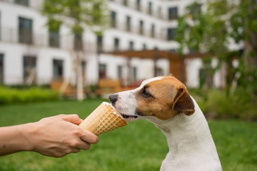 Woman feeding jack russell terrier dog with ice cream cone on hot summer day