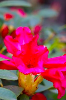 Close-up of a blooming rhododendron in the park in the spring
