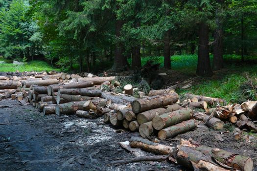 View of the felled trees in the forest. Deforestation