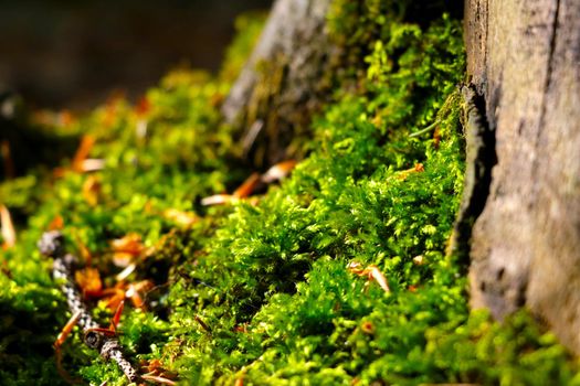 Young green moss grows on a tree in the forest