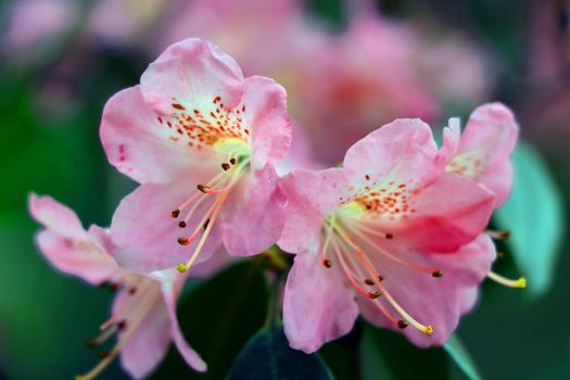 A young flowering branch of rhododendron in the park in the spring