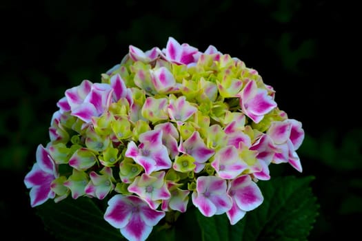 A flowering branch of hydrangeas in the park in spring or summer