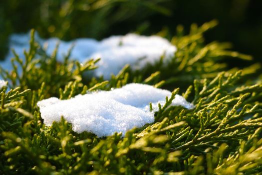 There is snow on a green juniper branch in the park