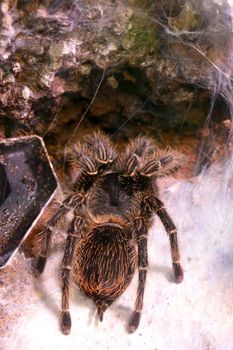 Close-up of a large spider with a spider web