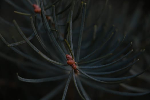 View of a pine branch with long needles. The background of nature