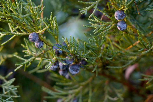 Beautiful young green juniper branch in the park in the spring