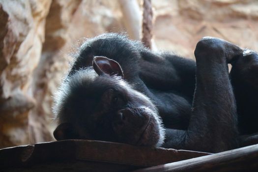 Close-up of a lying chimpanzee in the park