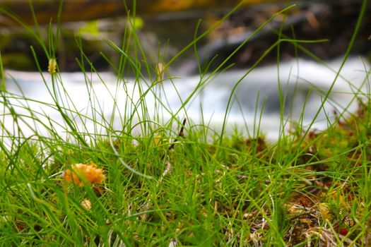 Selective focus, young green grass in the spring in the forest