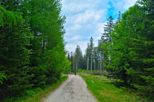 Beautiful green forest in the mountains. People walk in the mountains