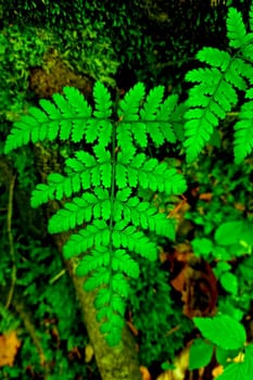 Top view of a green fern in the forest. The background of nature