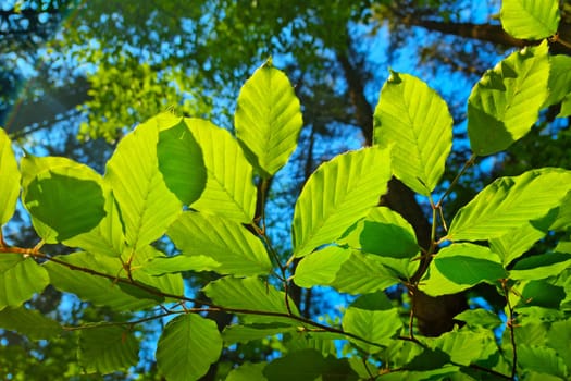 A soft light falls on the young green leaves of a tree in the park