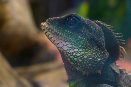 Beautiful bright green iguana in the park for animals