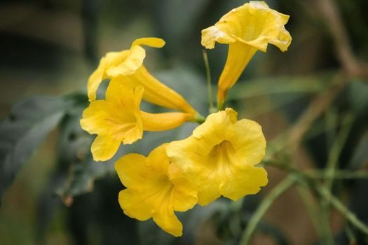 Tecoma stans, bright yellow flowers, easy to grow, popular on the street Propagated by seeds and cuttings.

