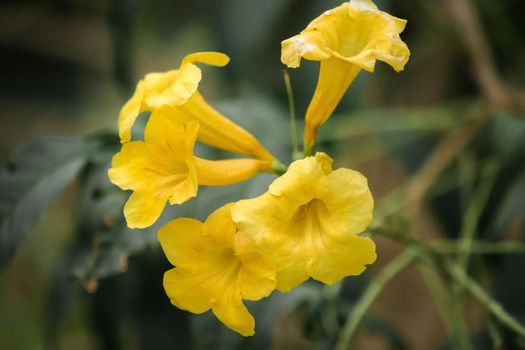 Tecoma stans, bright yellow flowers, easy to grow, popular on the street Propagated by seeds and cuttings.

