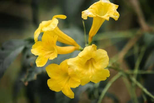 Tecoma stans, bright yellow flowers, easy to grow, popular on the street Propagated by seeds and cuttings.

