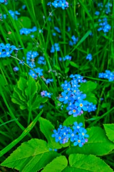 Beautiful perennial blue flowers bloom in the meadow