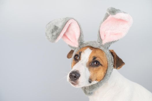 Portrait of a cute dog jack russell terrier in a bunny headband on a white background