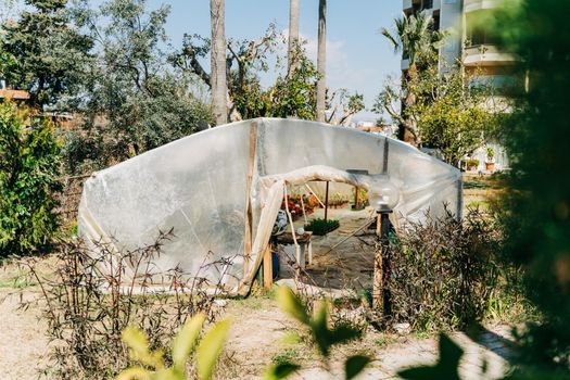 Traditional local off-grid retro style hothouse. Ecological countryside summer greenhouse with palms on the background. Small south side garden surrounded with trees.