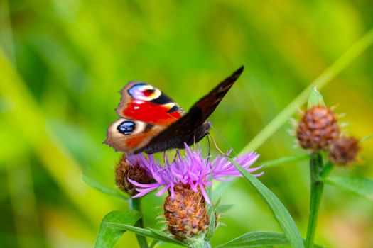 Spring or summer background. On a flowering flower in a meadow sits a butterfly