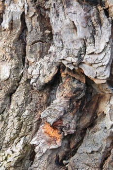 Close-up of the texture of the bark of the tree, the background of the tree