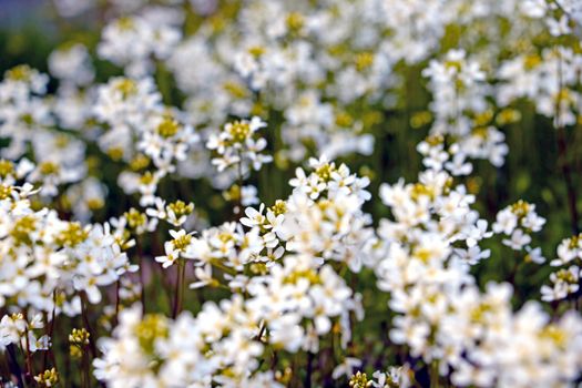 Perennial white flowers bloom in the meadow on a sunny day