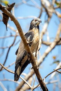 Image of oriental honey buzzard bird on a tree branch on nature background. Hawk. Animals.