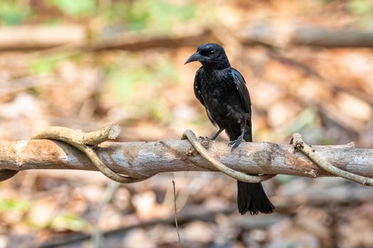 Image of Hair crested drongo bird on a tree branch on nature background. Animals.