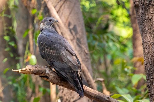 Image of oriental honey buzzard bird on a tree branch on nature background. Hawk. Animals.