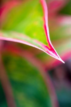 Close-up to detail vivid red and green color on leaf surface of Aglaonema 'Siam Aurola' beautiful tropical ornamental houseplant