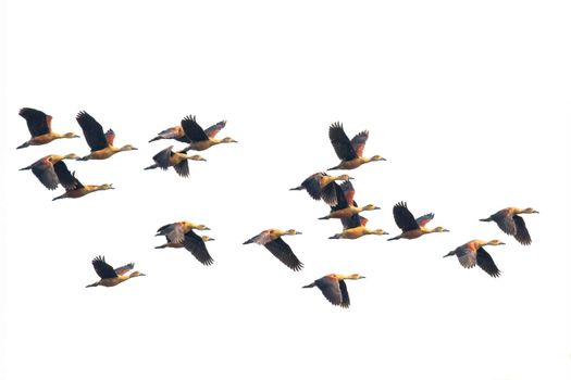 Image of flock lesser whistling duck (Dendrocygna javanica) flying in the sky. Bird. Animals.