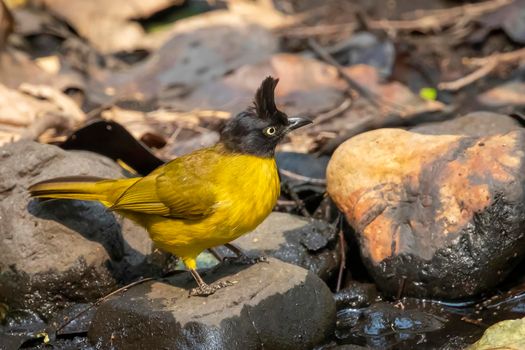 Image of Black crested Bulbul bird standing on a rock on nature background. Animals.