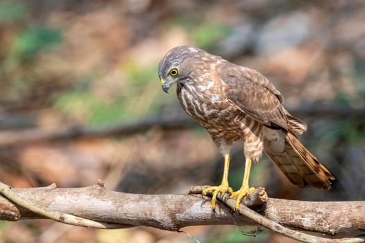 Image of Shikra Bird ( Accipiter badius) on a tree branch on nature background. Animals.