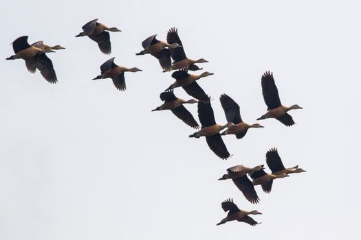 Image of flock lesser whistling duck (Dendrocygna javanica) flying in the sky. Bird. Animals.