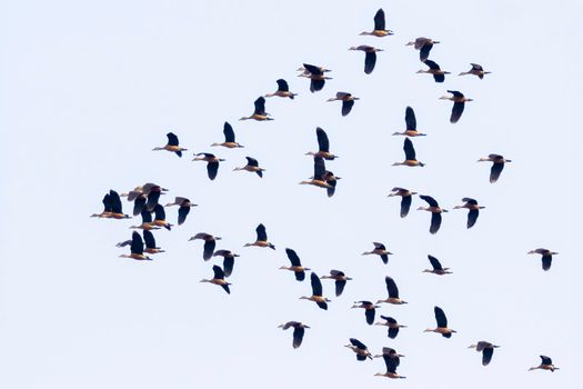 Image of flock lesser whistling duck (Dendrocygna javanica) flying in the sky. Bird. Animals.