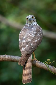 Image of Shikra Bird ( Accipiter badius) on a tree branch on nature background. Animals.