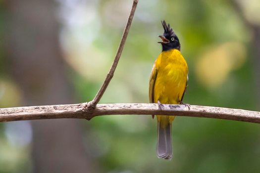 Image of Black crested Bulbul bird on a tree branch on nature background. Animals.