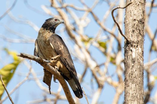 Image of oriental honey buzzard bird on a tree branch on nature background. Hawk. Animals.