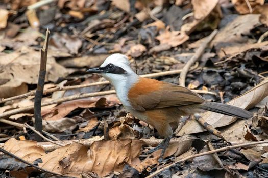 Image of White-crested Laughingthrush Bird on nature background. Animals.