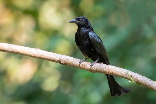 Image of Hair crested drongo bird on a tree branch on nature background. Animals.