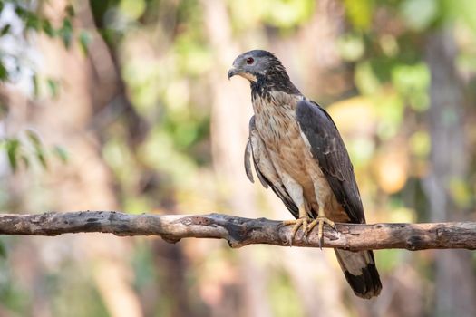 Image of oriental honey buzzard bird on a tree branch on nature background. Hawk. Animals.