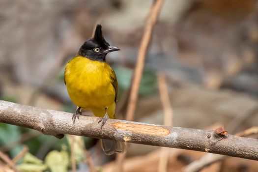 Image of Black crested Bulbul bird on a tree branch on nature background. Animals.