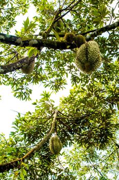 Big durian on the tree orchard